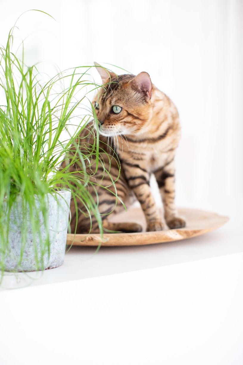 Everything about your cat’s coat change Cat’s Best