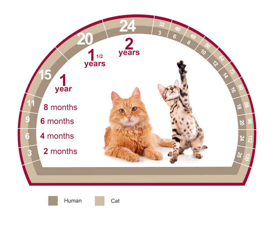 Кошачьи года по человеческим. 7 лет кошачьих в человеческие. Таблица собак по возрасту человека. 7 лет кошачьих в человеческие. Таблица кошачьих лет.