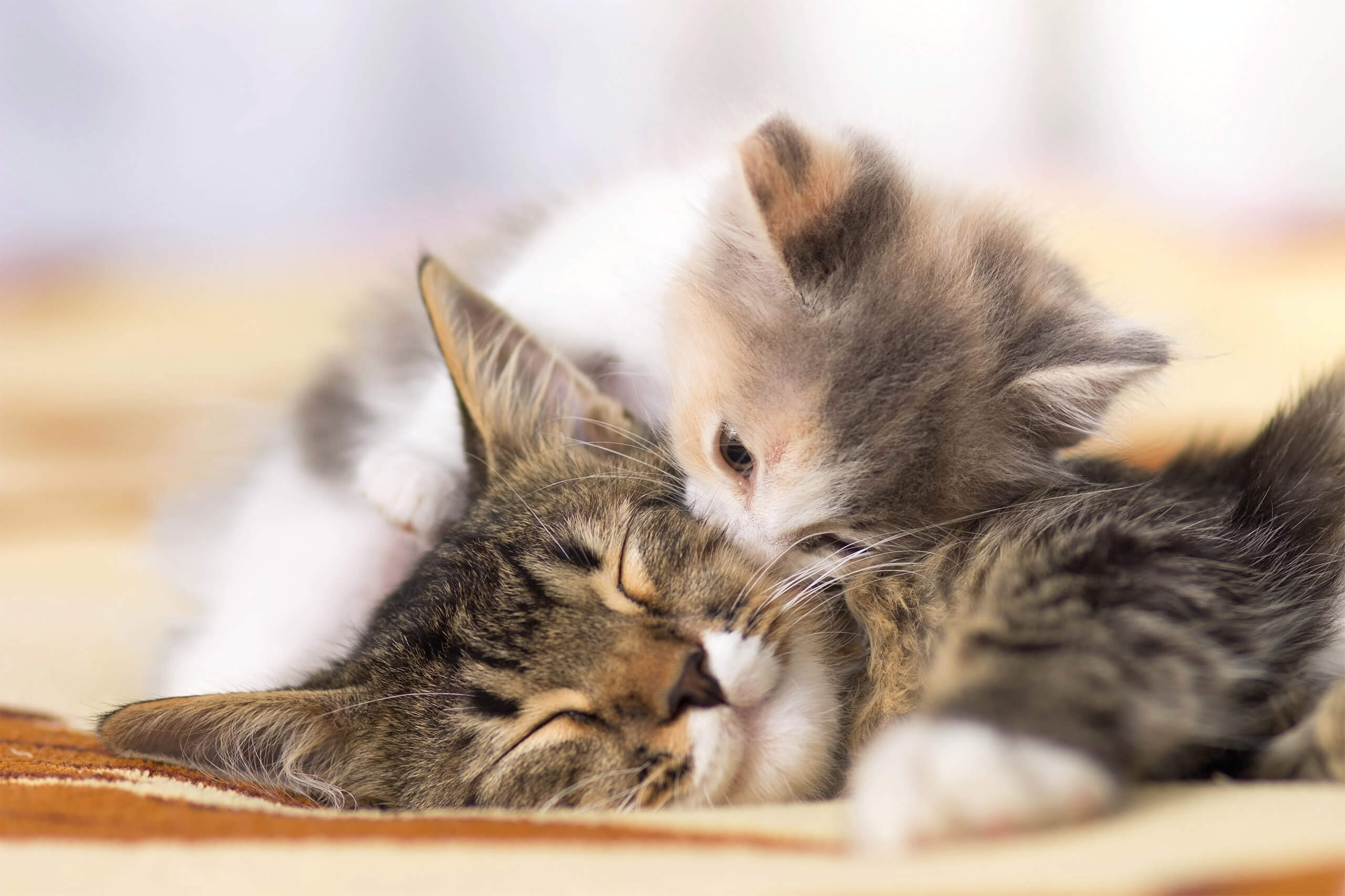 Pregnant Cat & Newborn Kitten Facts - Furry Friends