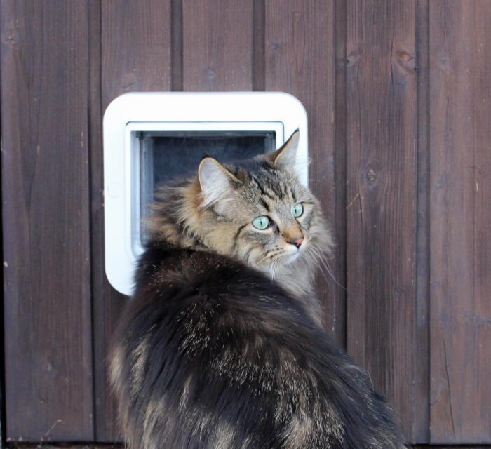 Getting cats used to cat flaps Everything you need to know Cat’s Best