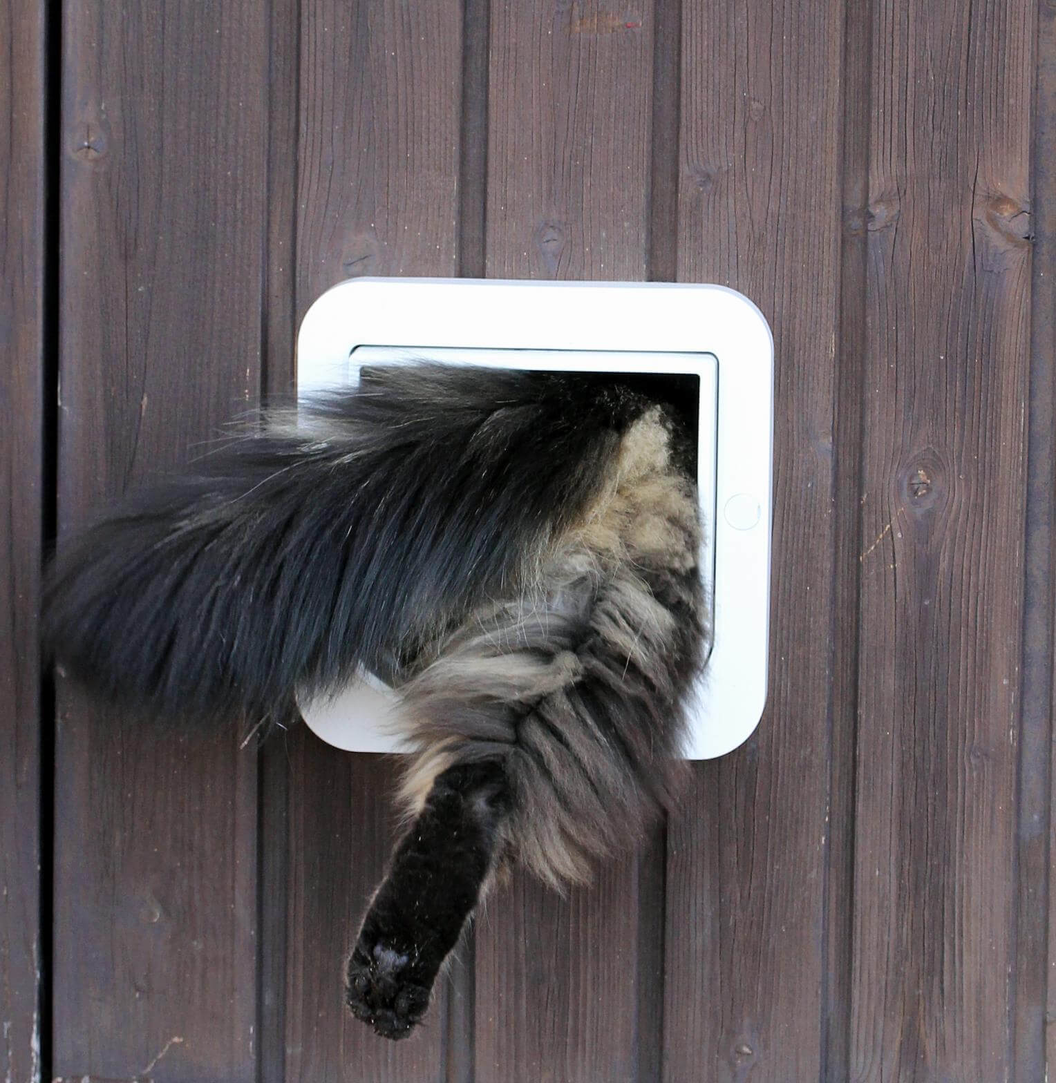 Getting cats used to cat flaps Everything you need to know Cat’s Best