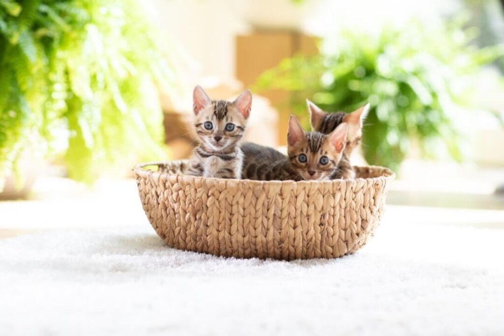 How you can help your cat to accept other pets Cat’s Best