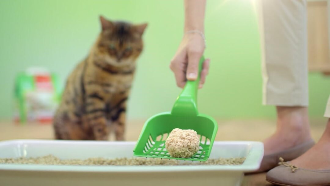 Litter box training Cat’s Best