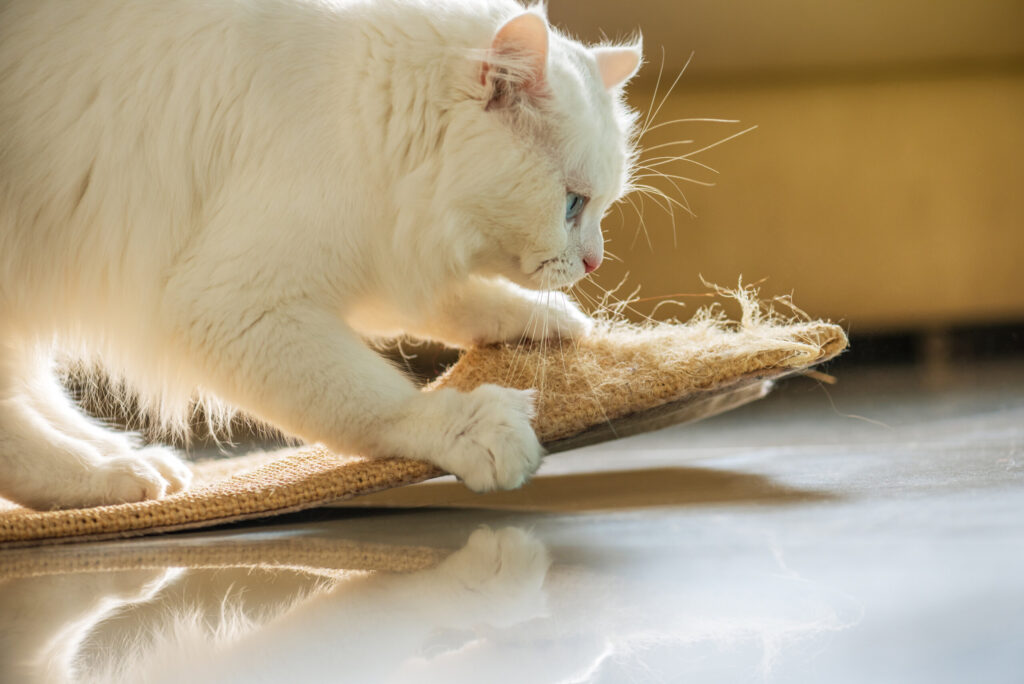 How to dissuade your cat from scratching | Cat’s Best - How To Make Cat Scratching Unacceptable