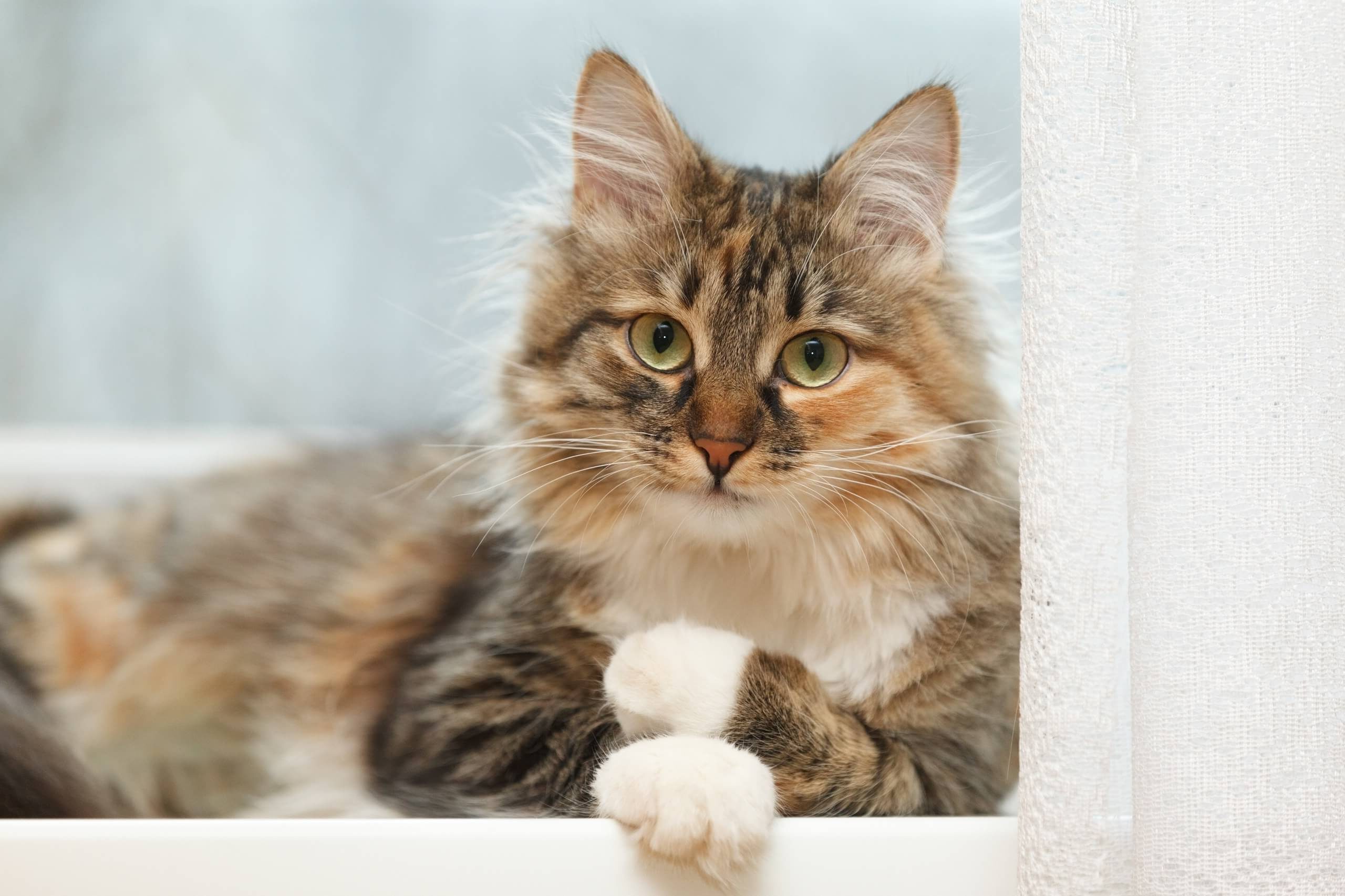 11 Tips For Looking After Long Haired Cats Cat S Best