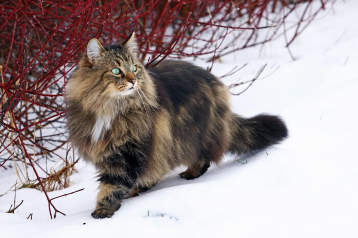 The Norwegian Forest Cat Cat’s Best