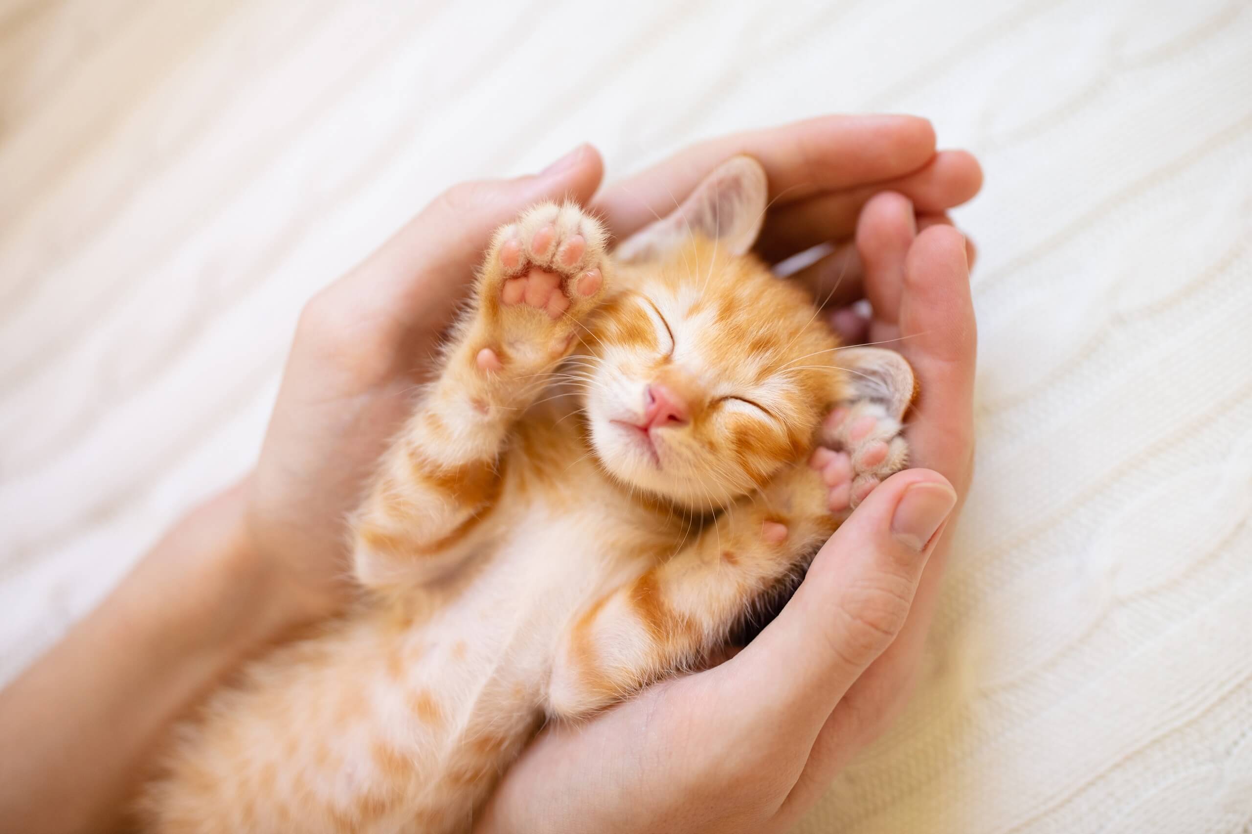 Die richtige Katzenversicherung finden Cat’s Best