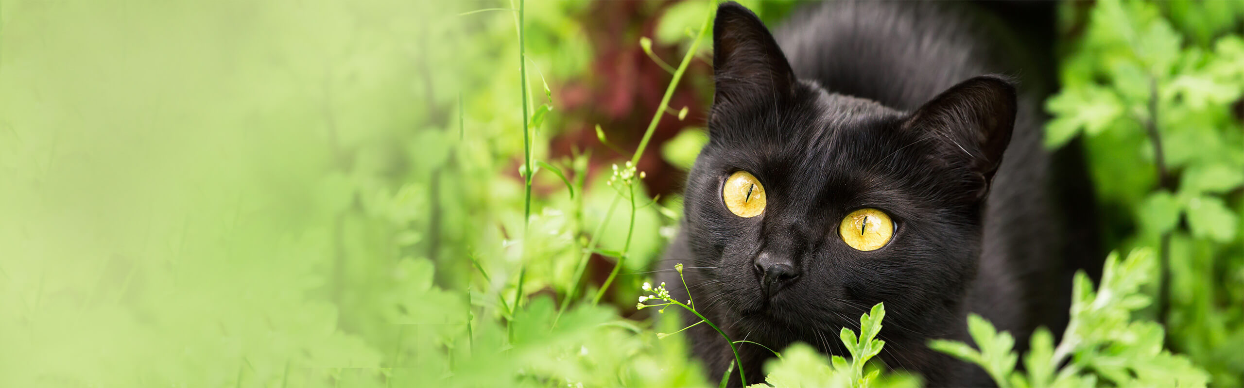 Bombay Cat s Best