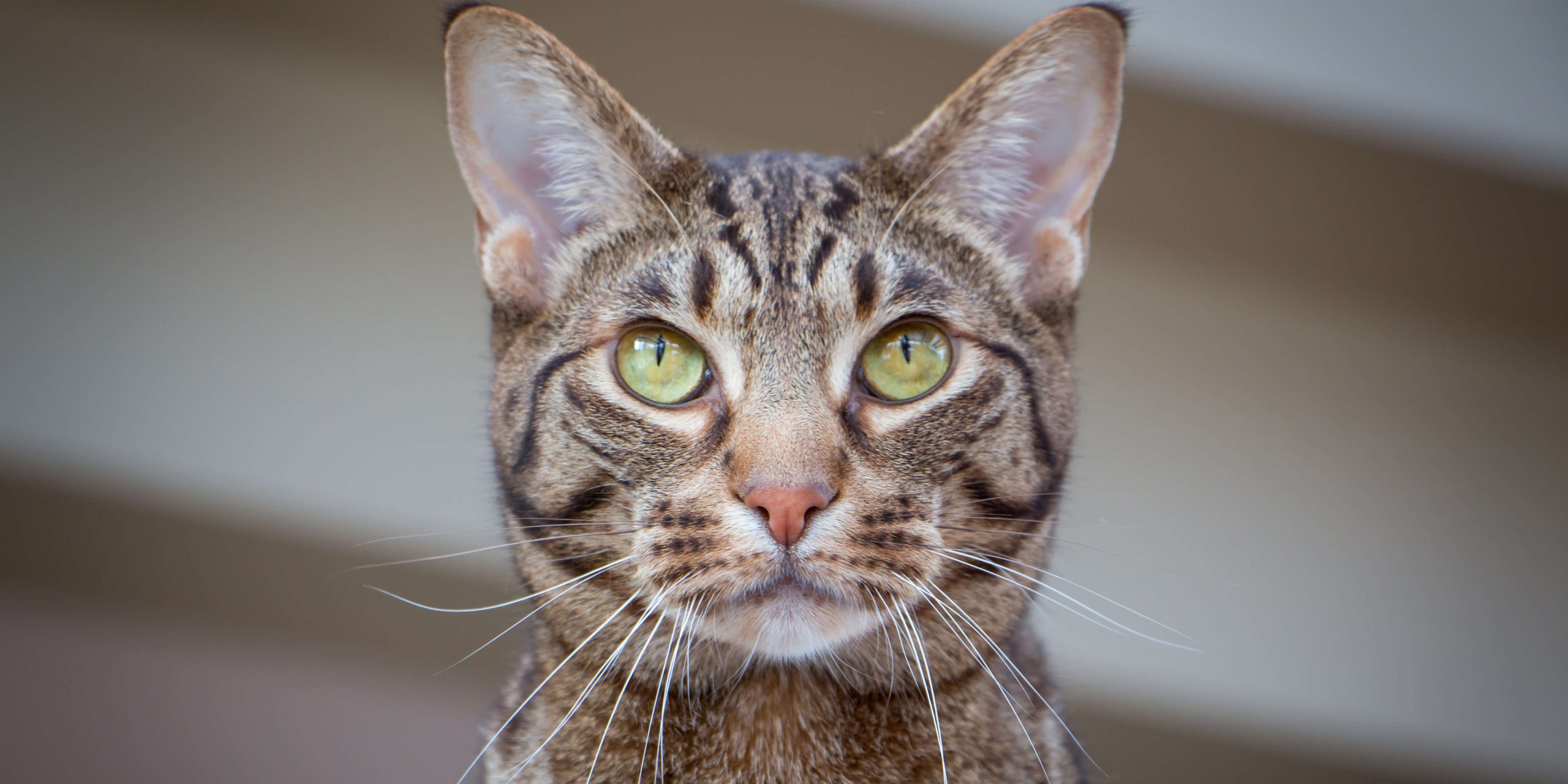 Ocicat deals kittens price