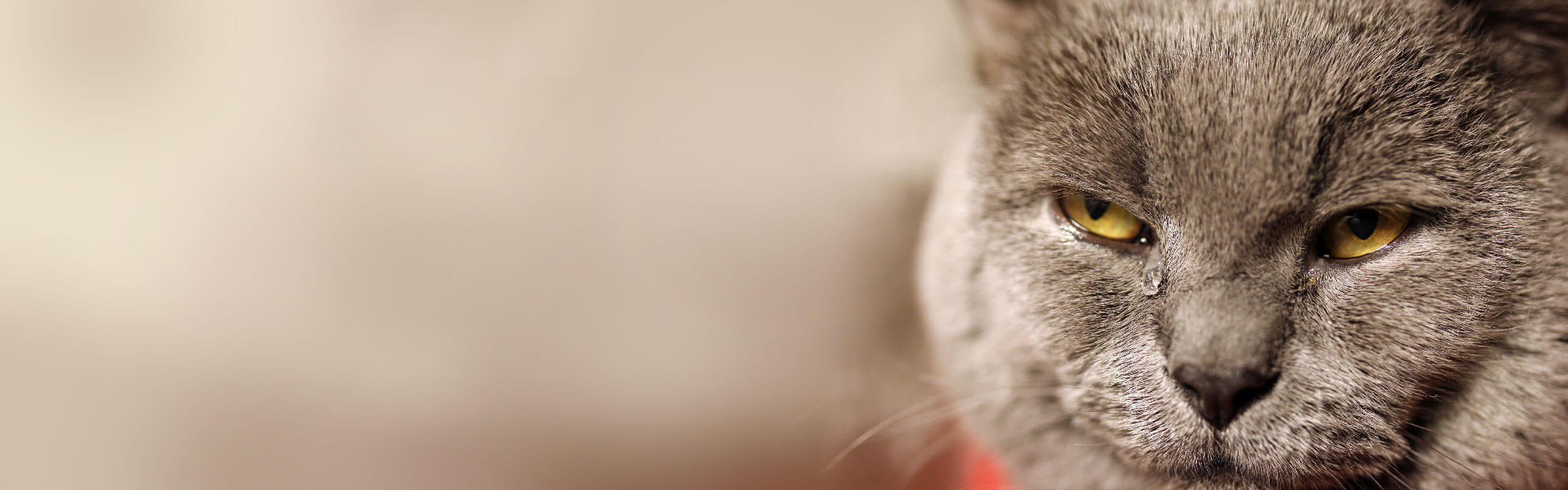 Can cats cry? Understanding tears in cats Cat’s Best